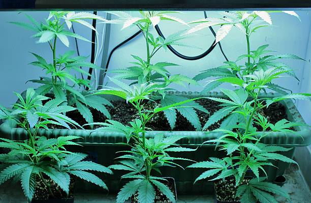 Important factor to consider when growing cannabis clones